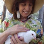 Volunteer with rescued king pigeon