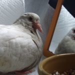 Sick baby pigeon resting next to her mirror