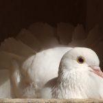 Beautiful tame fantail pigeon Dolly in her nestbox