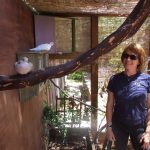 Adopter in her dove aviary