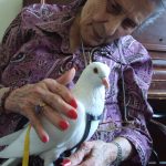 Elderly resident at assisted living enjoys meeting pigeon