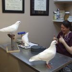 Rescued king pigeons at Medical Center for Birds