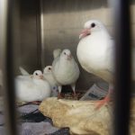 Four young king pigeons (sold as squab) in a shelter cage