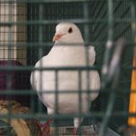 A king pigeon waits for rescue or death in the animal shelter