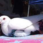 Mellow pigeon chilling at an outreach event
