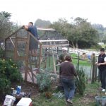 MickaCoo volunteers building a new aviary for rescued king pigeons