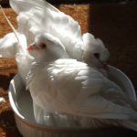 Mated couple of pigeons bathing together