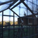 Happy pigeons adopted and living in a MickaCoo aviary