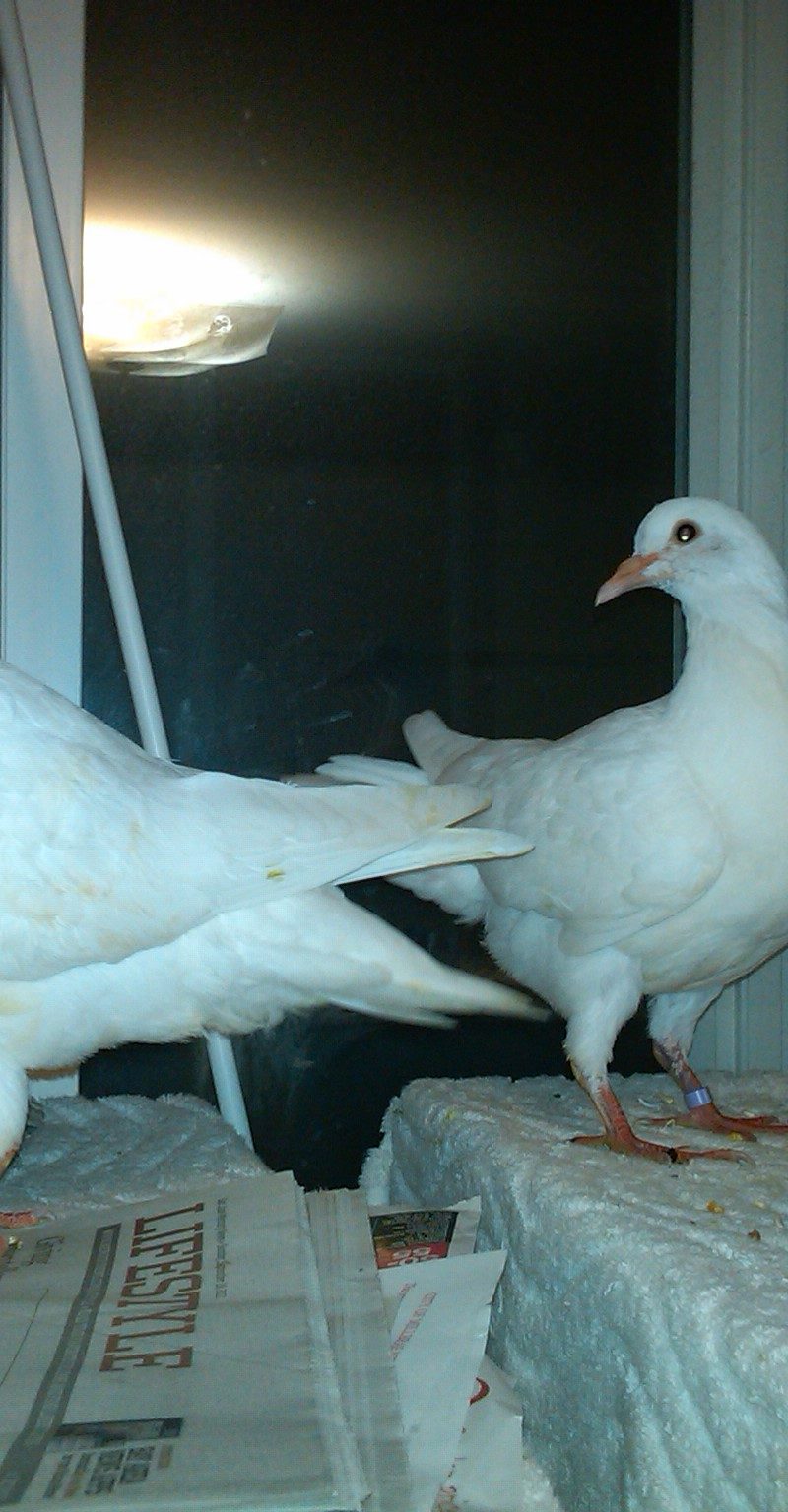 Two rescued baby king pigeons
