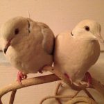 Rescued ringneck doves are a cute couple