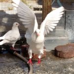 Happy pigeon celebrates after bathing