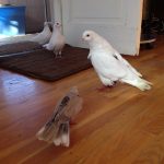 New foster pigeon Snow meeting his new neighbors- Lily the dove and Pearl & Leo (fellow pigeons)