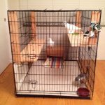 Adopted pigeons in extra large dog crate