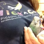 rescued pigeon Violet in the arms of outreach volunteer