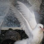 Happy rescued baby king pigeon celebrates with a bath