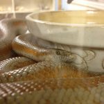 Snake housed at SCVAS Nature Museum