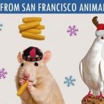Pigeon in Santa hat included with other pets on shelter's holiday greeting