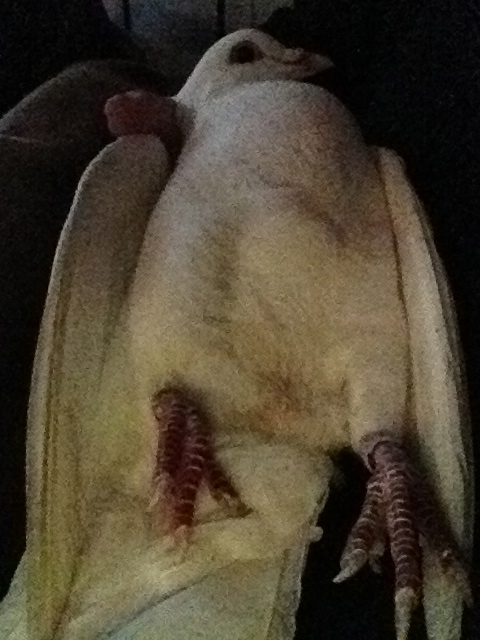 Pigeon on her back during PT session
