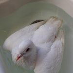 Pigeon floating in sink