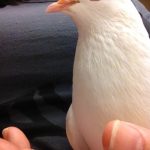 Rescued homing pigeon Penny required life-saving surgery