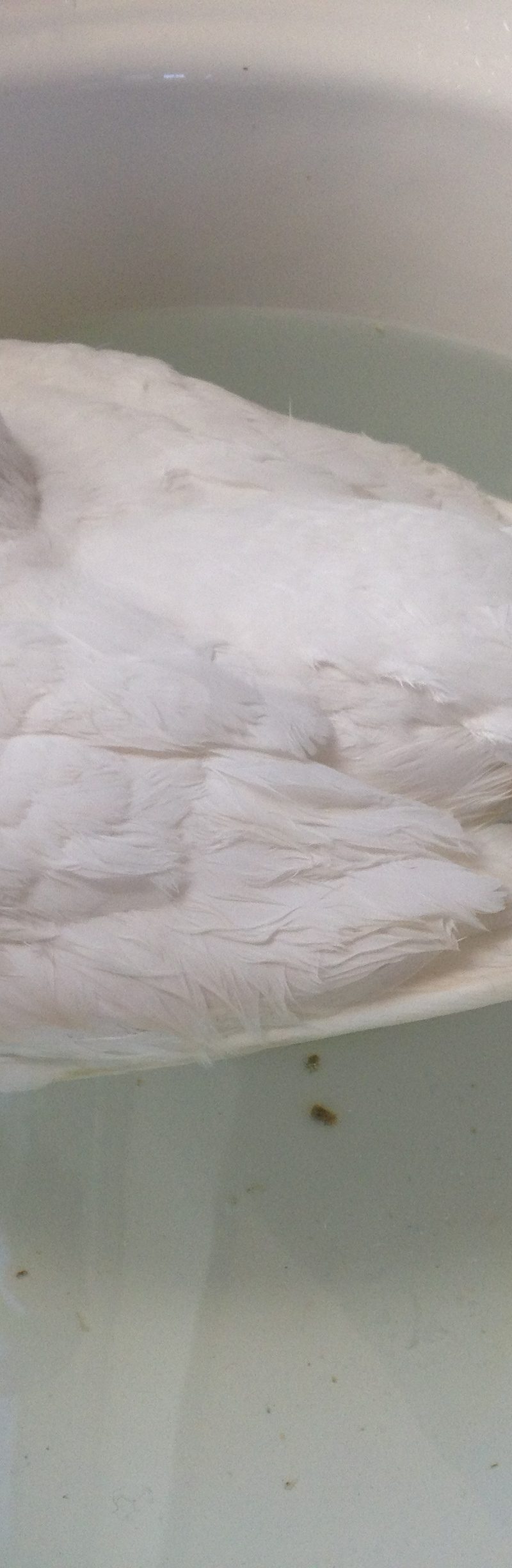Floating pigeon