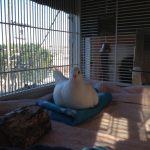 Rescued king pigeon in her indoor foster cage