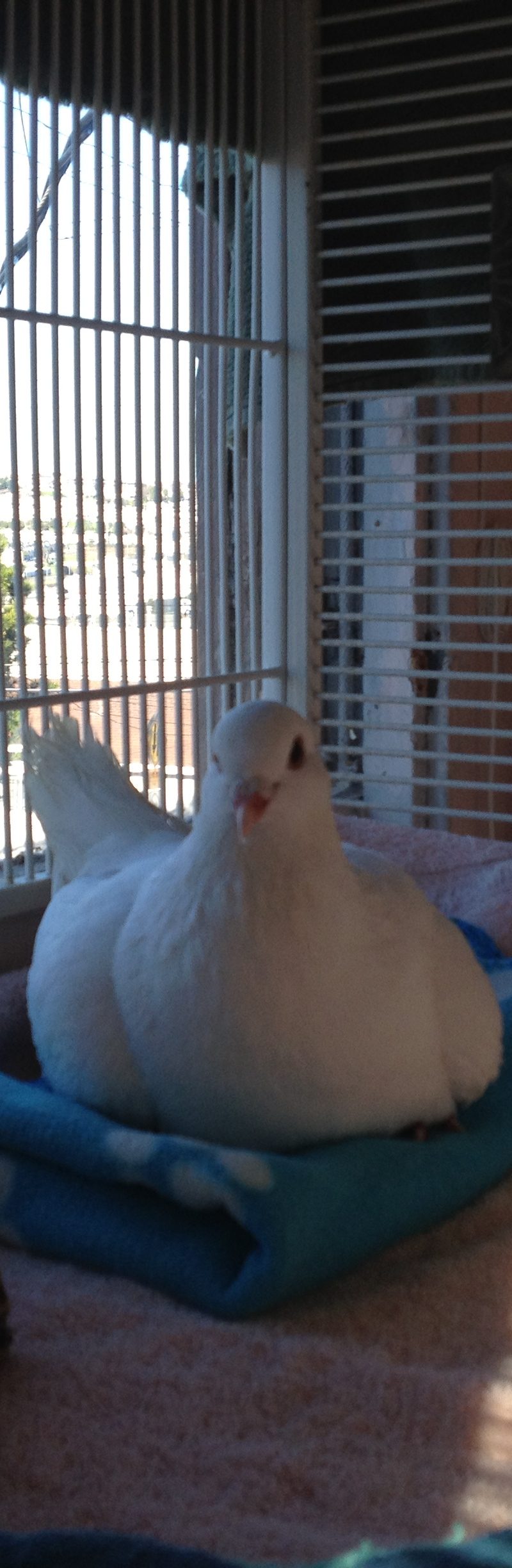 Rescued king pigeon in her indoor foster cage