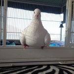 Rescued special needs pigeon perched on her cage door step