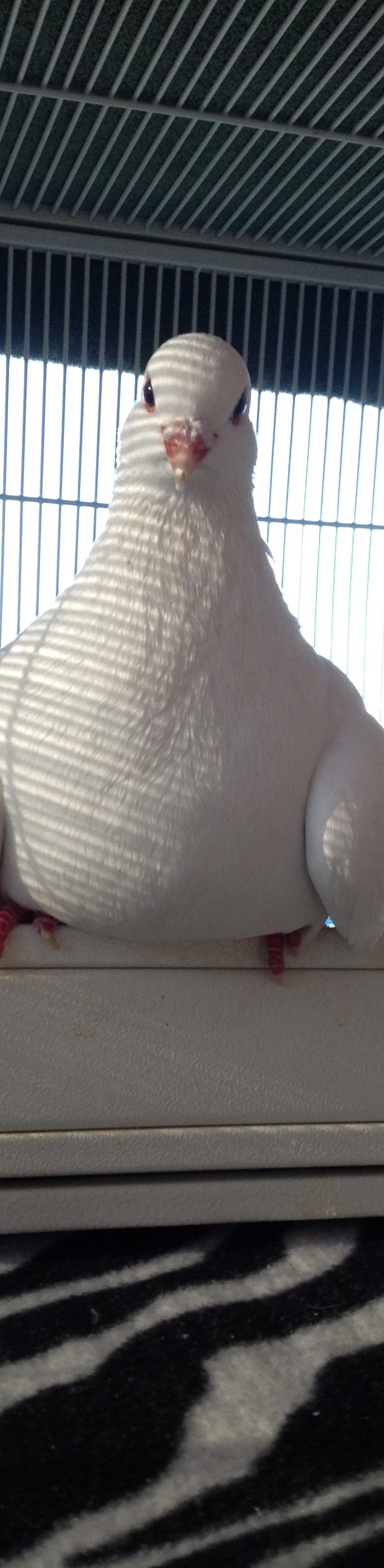 Rescued special needs pigeon perched on her cage door step
