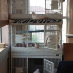Rescued pigeons and a dove each on their cage "porch"