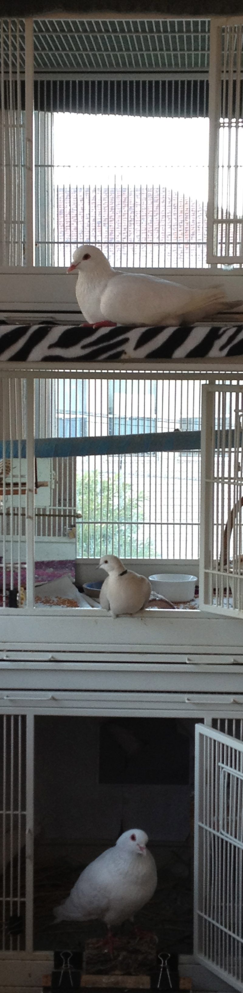 Rescued pigeons and a dove each on their cage "porch"