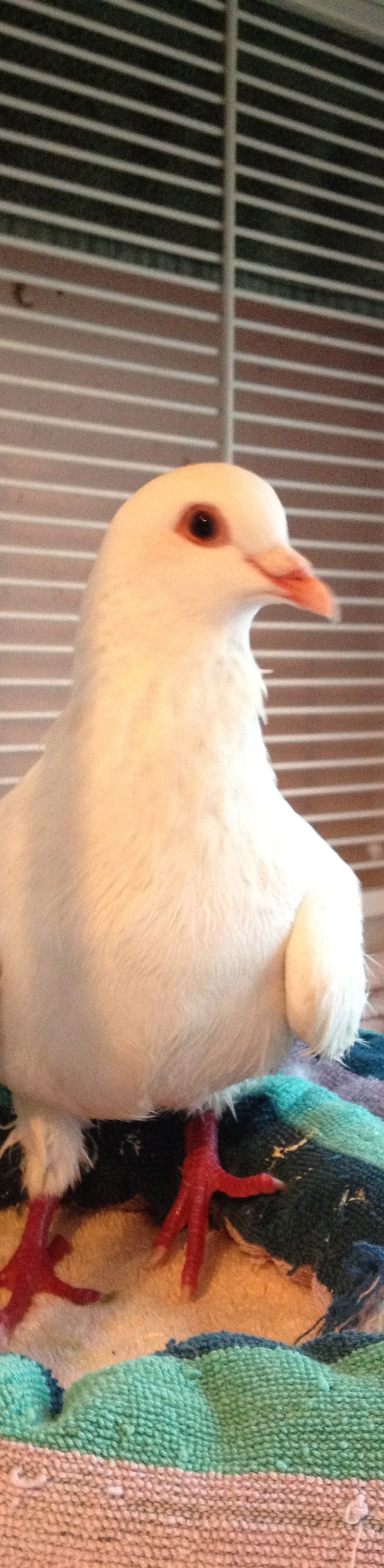 Tink standing up