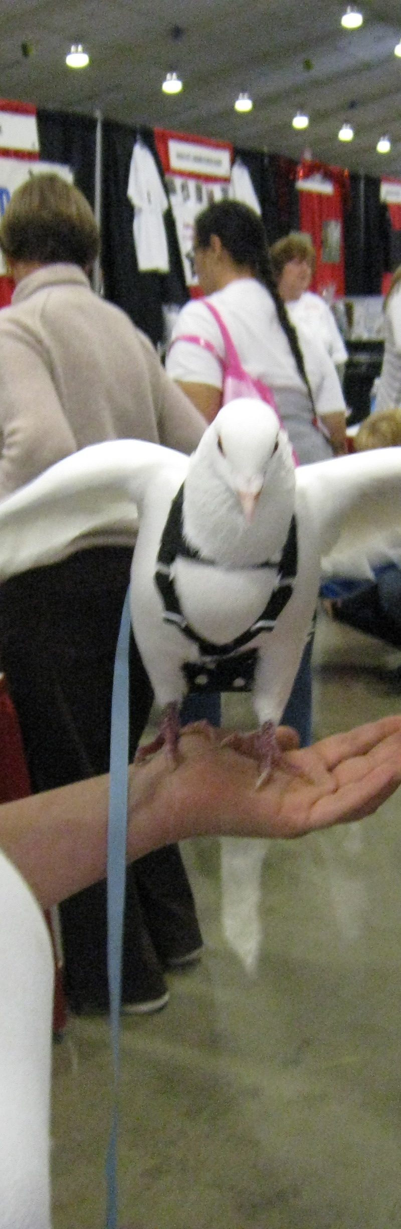 Pigeon diplomat meeting people