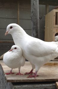 Sweet picture of little pigeon wife Gypsy leaning against big pigeon husband Mike