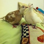 Two doves in love