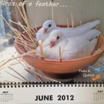 MickaCoo rescued pigeons featured in Mickaboo calendar