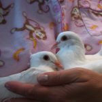 sick baby pigeons Polly & Sunny cradled in volunteers arms