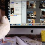 Pigeon looking at pictures of pigeons on computer