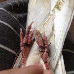 Pigeon with feet entangled in string
