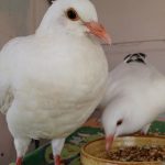 Rescued baby king pigeons