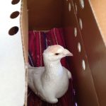 Bald pigeon rescued from shelter