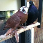 Rescued fancy West of England Tumbler and Indian Fantail pigeons