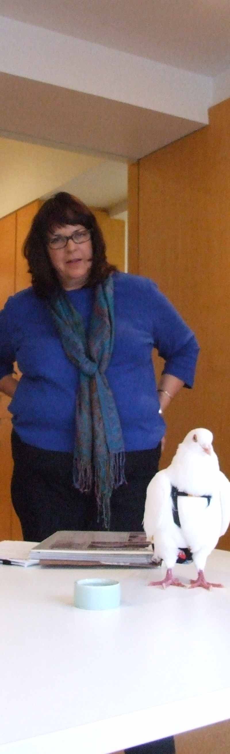 Pigeon on boardroom table