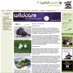 MickaCoo article about pigeons published in WildCare Newsletter
