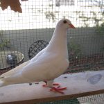 Tinkie Winkie a young rescued king pigeon