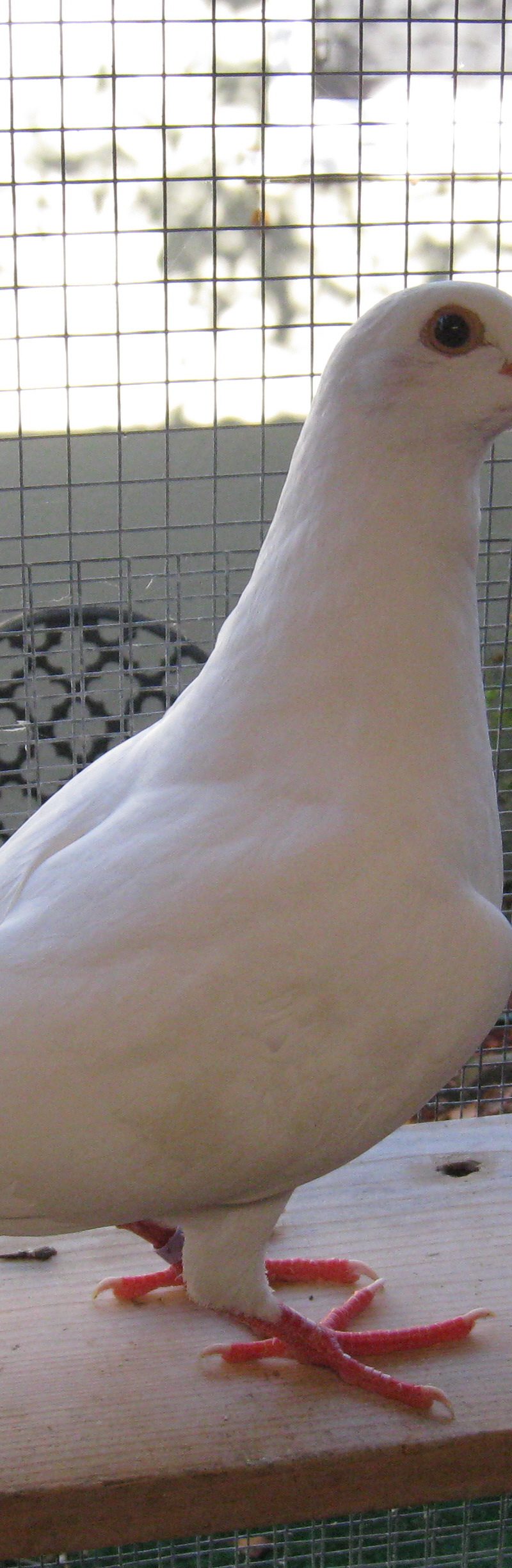 Tinkie Winkie a young rescued king pigeon