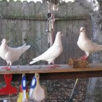 Three rescued king pigeons