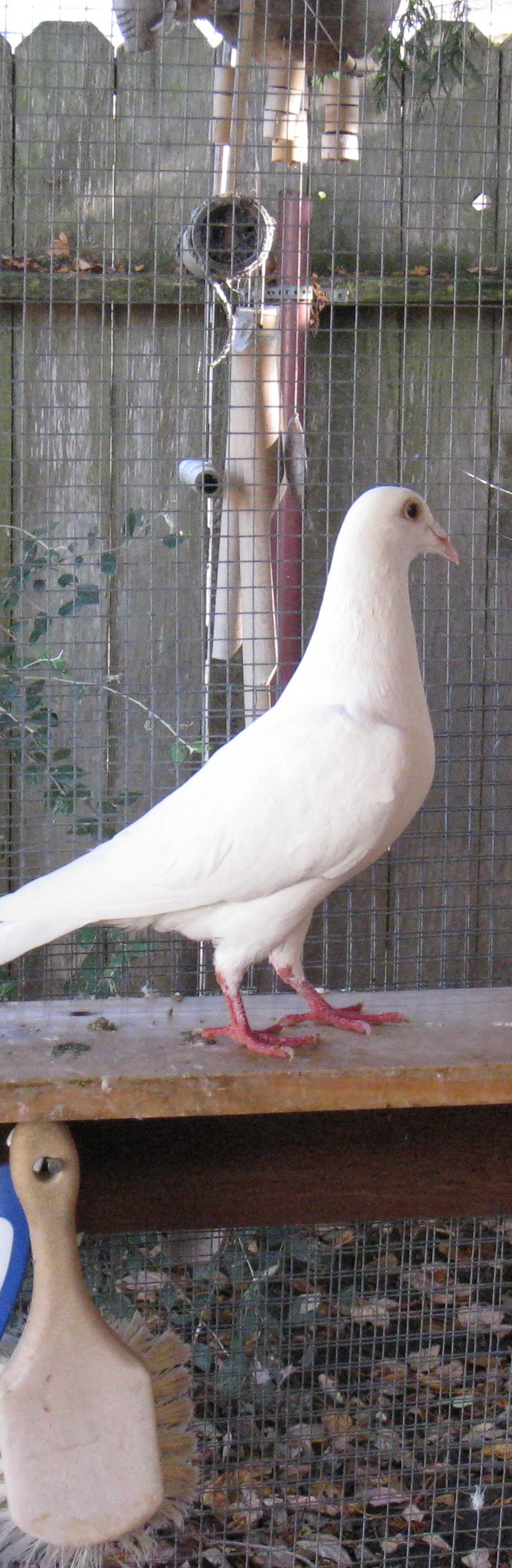 Three rescued king pigeons