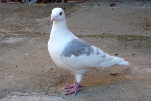Beautiful banded and lost racing pigeon who has chosen a new home