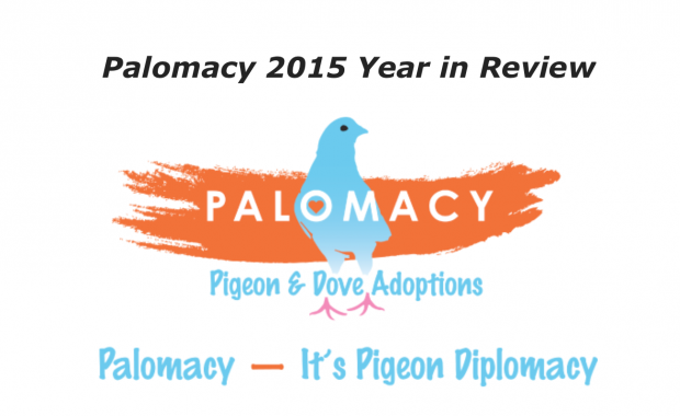 Palomacy 2015 Year in Review Thumbnail